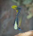   Splendid dottyback Pseudochromis splendens are common Indonesia very photogenic. photogenic  